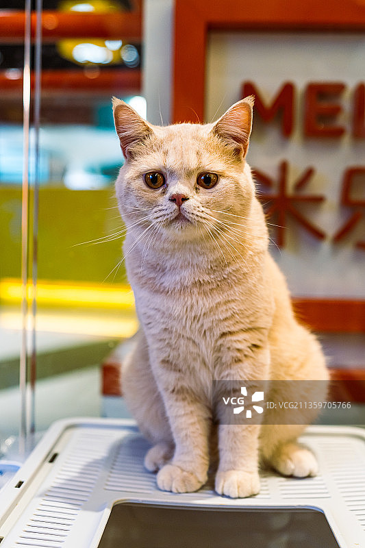 可爱小猫图片素材