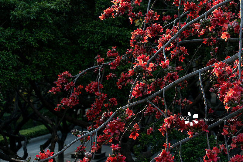 木棉花图片素材