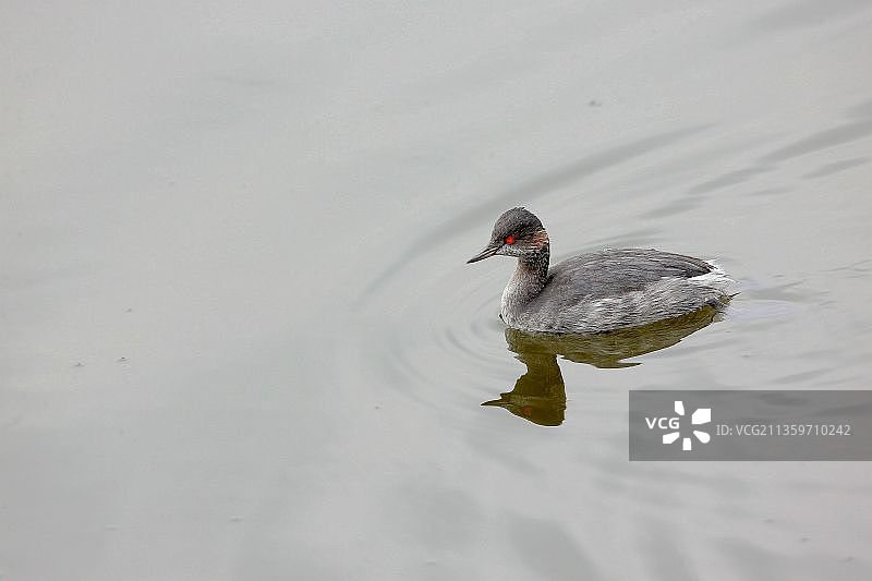 黑颈䴙䴘图片素材