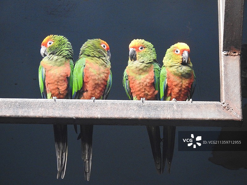 金冠鹦哥 鹦鹉 动物园 鸟图片素材