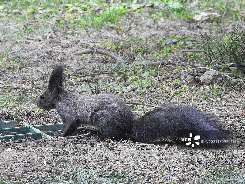 松鼠侧面全身 褐色黑色松鼠北松鼠图片素材