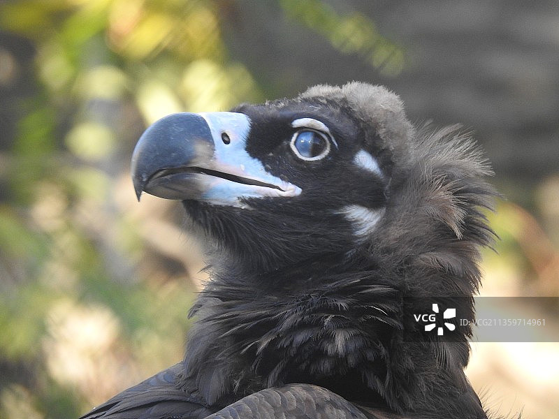 秃鹫北京动物园头部特写侧脸仰视猛禽秃鹰座山雕猛禽图片素材