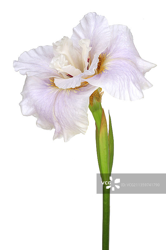 鸢尾花 ‘秘密之书’图片素材