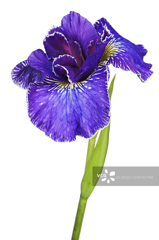 鸢尾花“疯狂波浪”图片素材