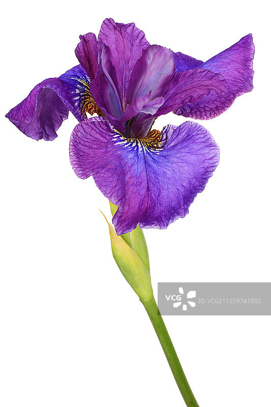 鸢尾，非须鸢尾图片素材