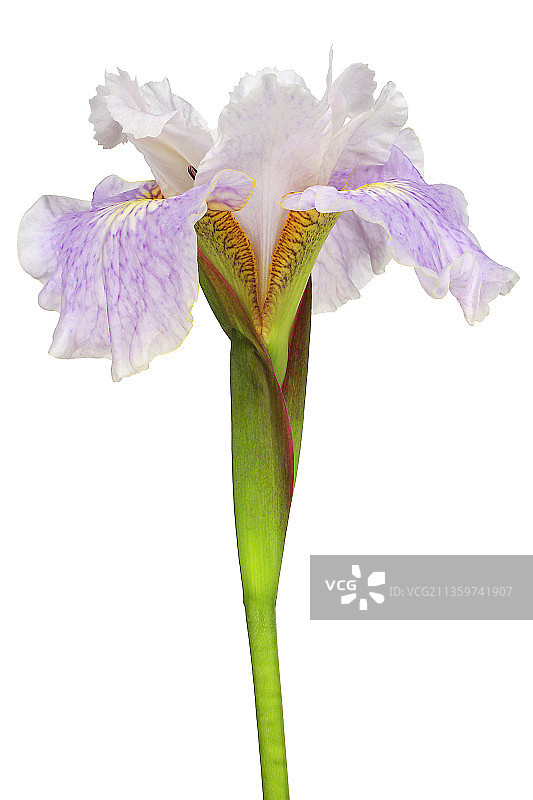 鸢尾，非须鸢尾图片素材