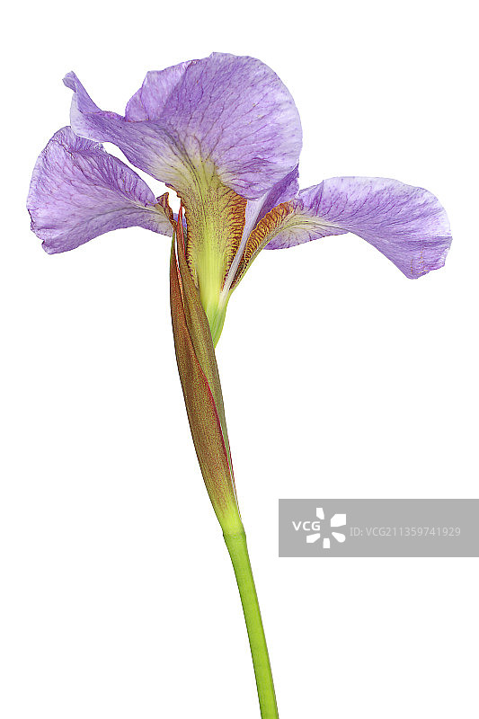 鸢尾属植物“Sprinkles”图片素材