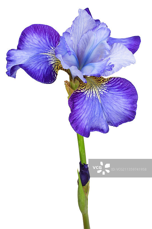 鸢尾花 ‘Turn & Phrase’图片素材