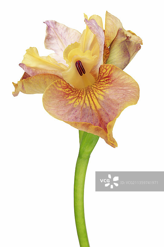 鸢尾花“白色琥珀”图片素材