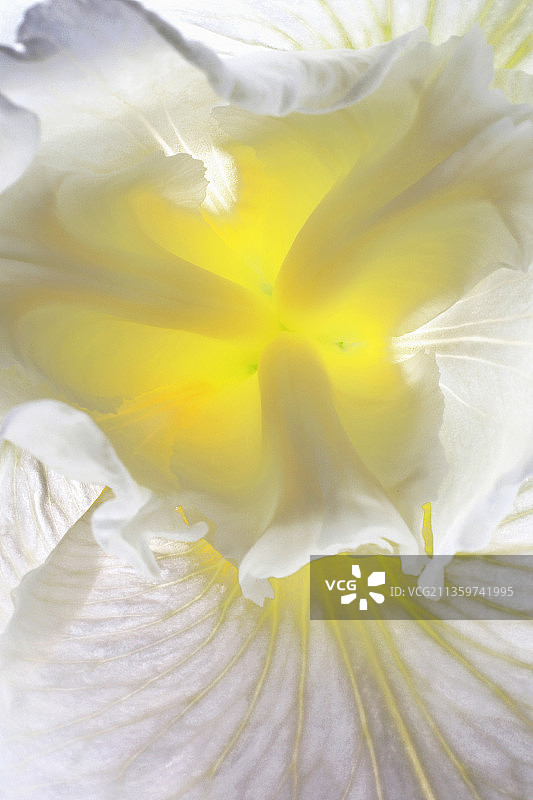 鸢尾花“天鹅飞行”图片素材