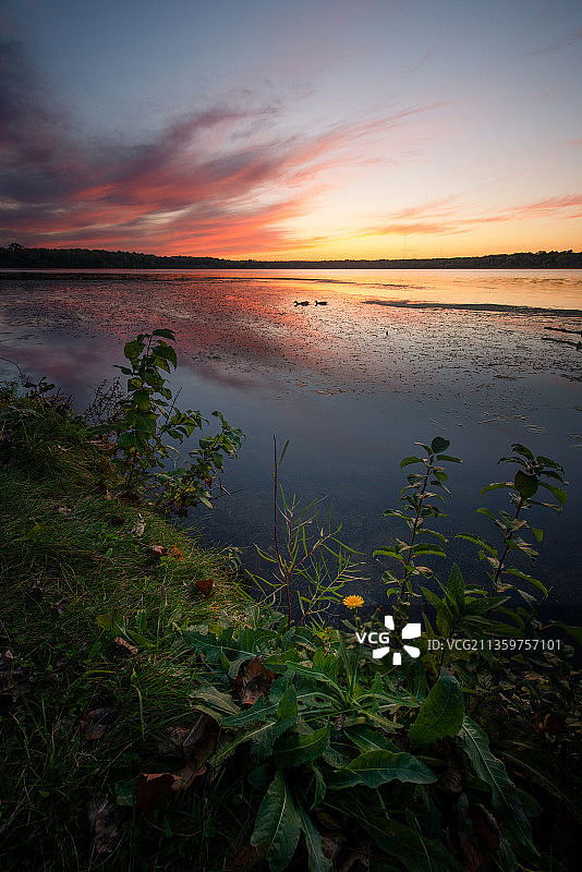 霞与鸭图片素材