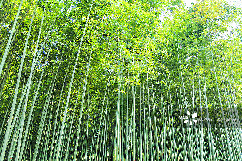 绿竹林图片素材