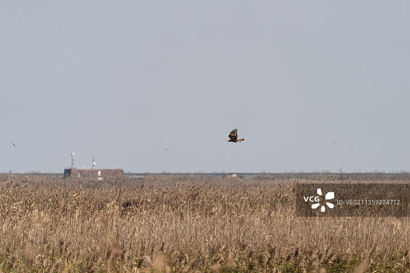 崇明东滩芦苇荡候鸟迁徙图片素材