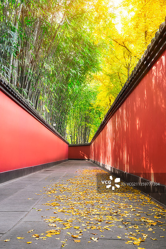 四川省成都市武侯祠博物馆的红墙和银杏树图片素材