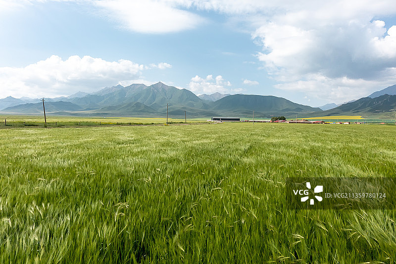 扁都口青稞图片素材