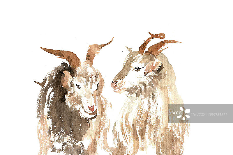 两只小羊图片素材