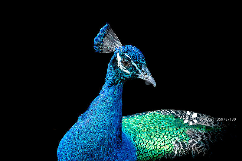 寓意吉祥的百鸟之王－孔雀图片素材