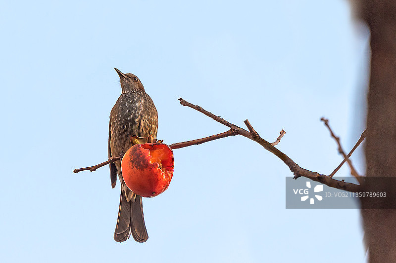 栗耳短脚鹎图片素材
