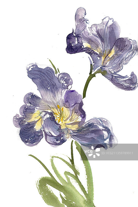 紫色的菖蒲花图片素材