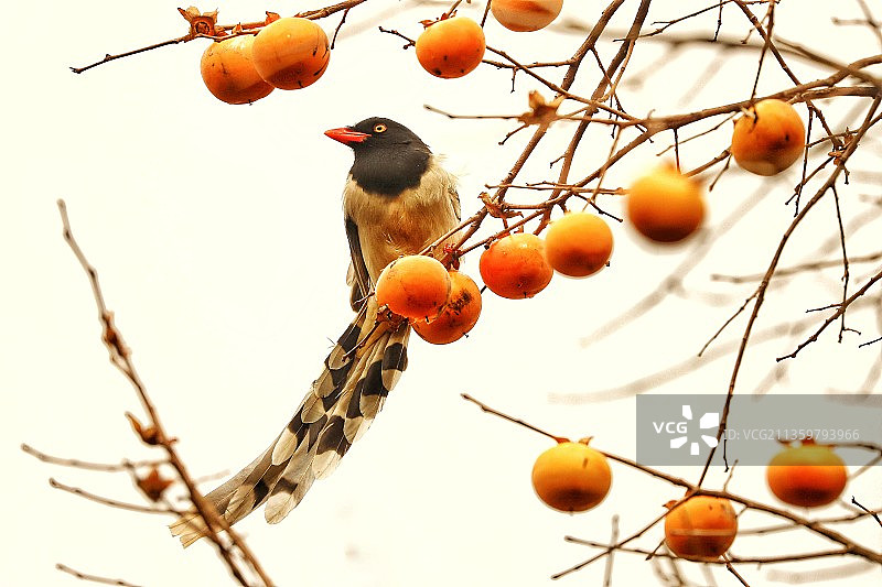 红嘴蓝鹊与柿子图片素材