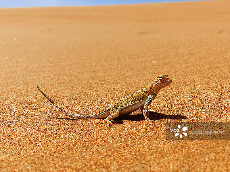 沙滩上蜥蜴的特写镜头图片素材