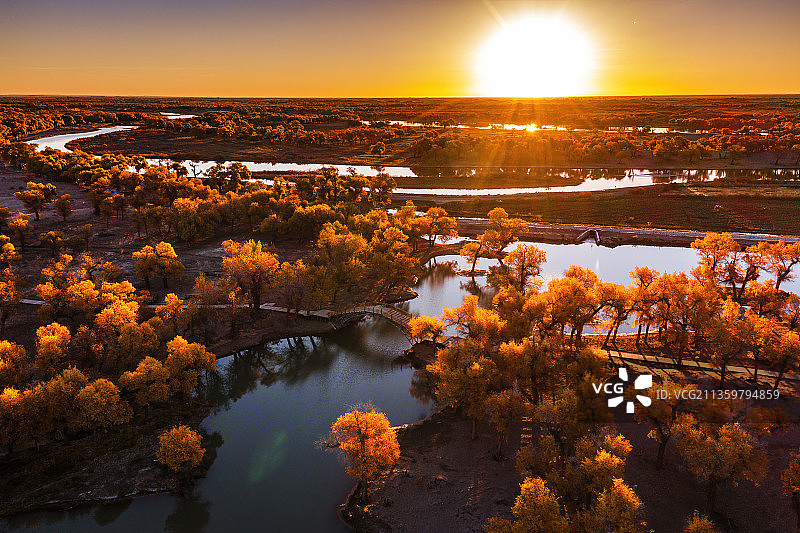 日出时的胡杨林图片素材
