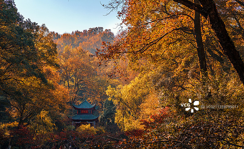 岳麓山爱晚亭秋色图片素材