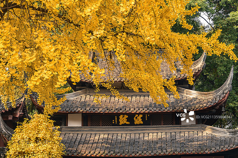 成都文殊院的银杏树黄了图片素材