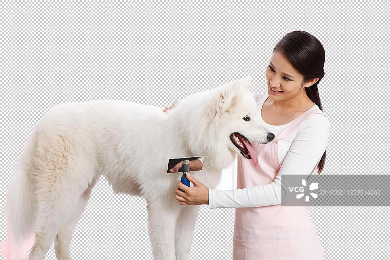 青年女人给宠物狗梳理毛发图片素材