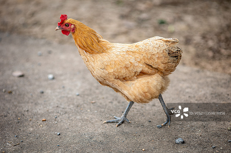 农村散养走地鸡三黄鸡图片素材