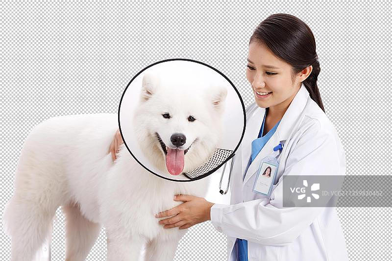 兽医给小狗做图片素材