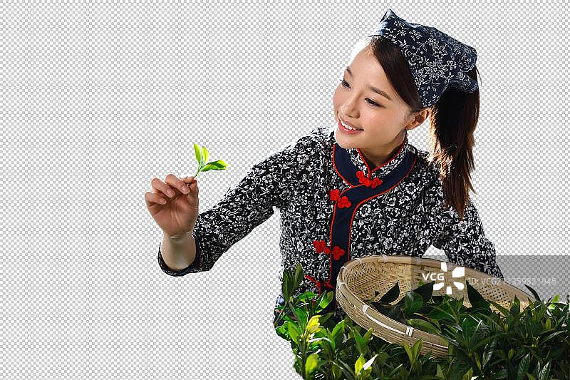 一个东方青年女人在茶园采茶图片素材