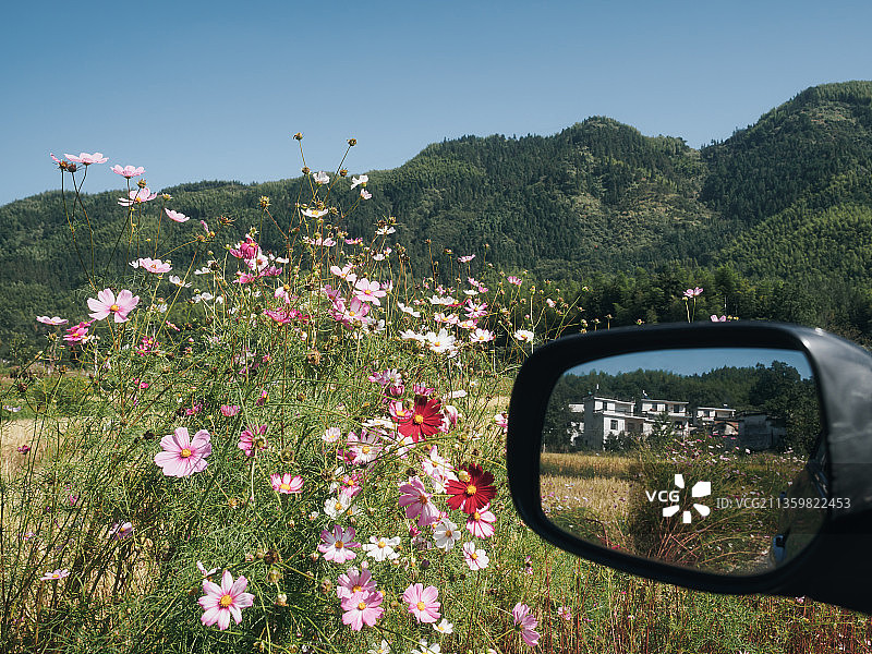自驾徽州看车窗外的波斯菊图片素材