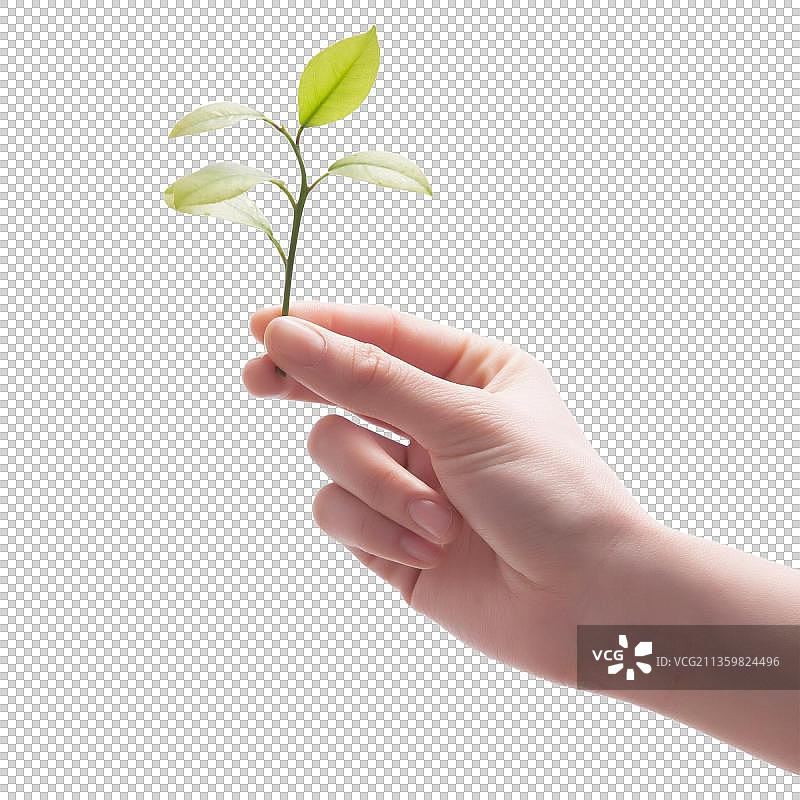 手拿小苗图片素材