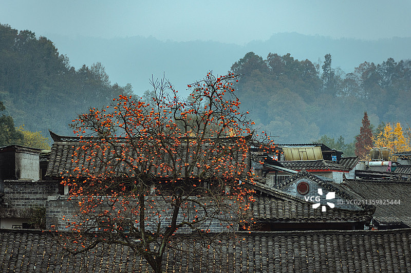 成都市街子古镇柿子树图片素材