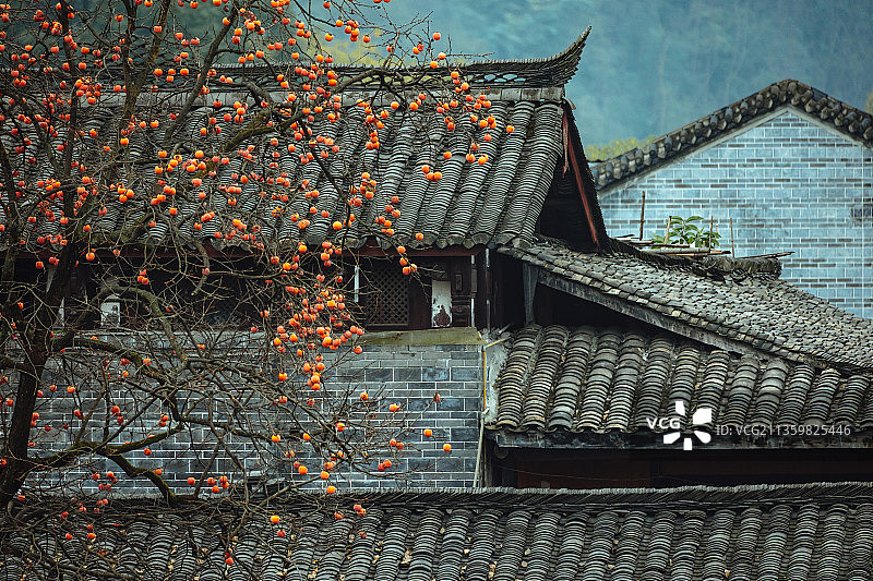 成都市街子古镇柿子树图片素材