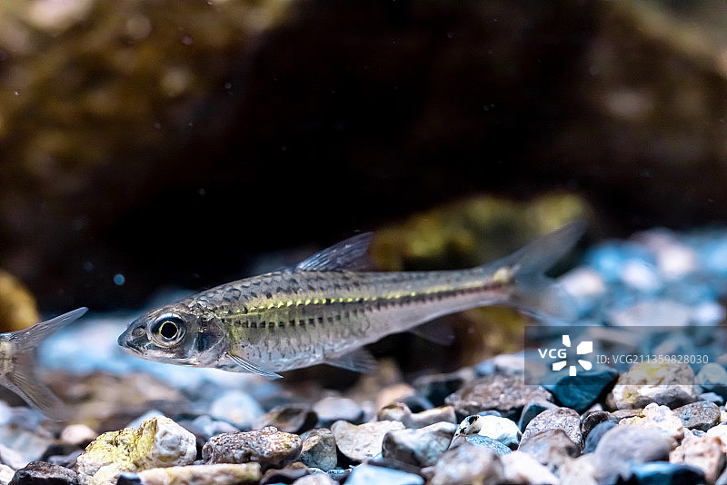 点纹银鮈图片素材