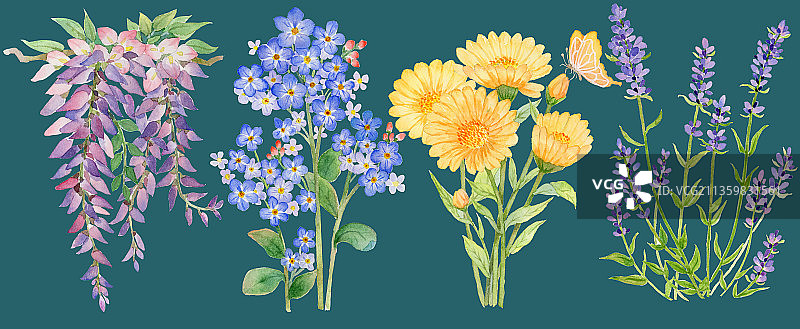 水彩花卉-紫腾花-勿忘我-菊花-薰衣草图片素材