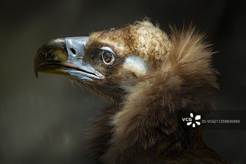 失去自由的猛禽图片素材