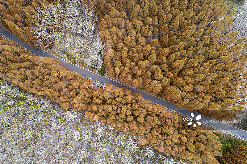 江苏洪泽湖大堤上的树林图片素材
