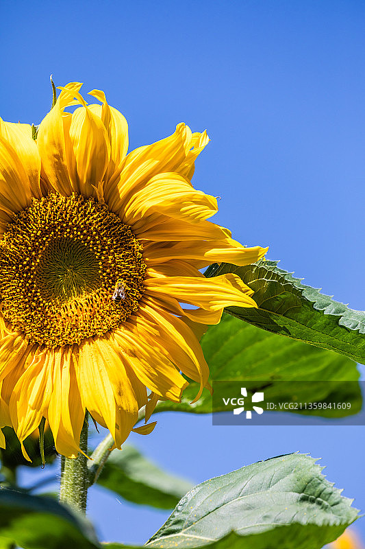 新疆伊犁昭苏的向日葵图片素材