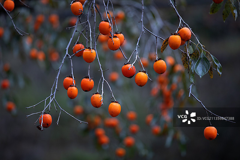 树上成熟的柿子图片素材