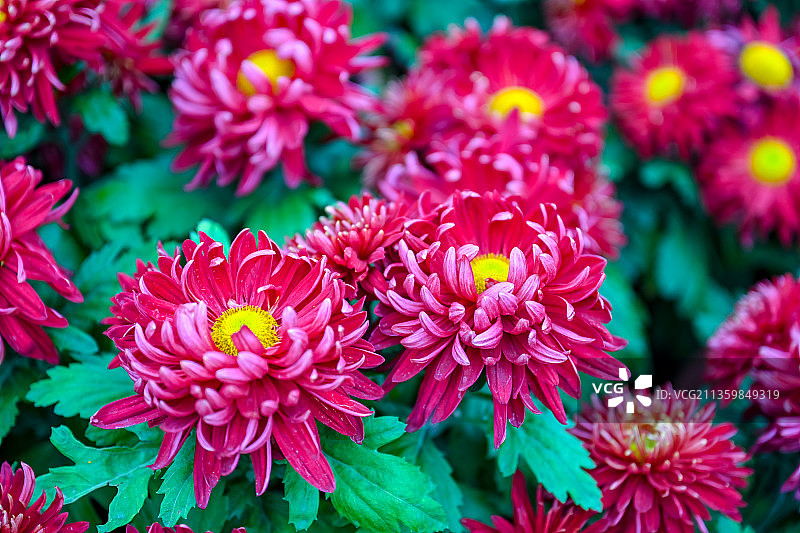 寒秋傲立绽放的朵朵红菊花图片素材