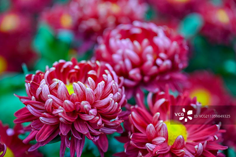 寒秋傲立绽放的朵朵红菊花图片素材