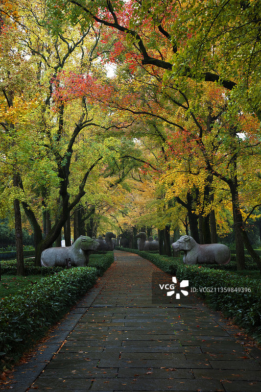 南京明孝陵的神道秋季图片素材