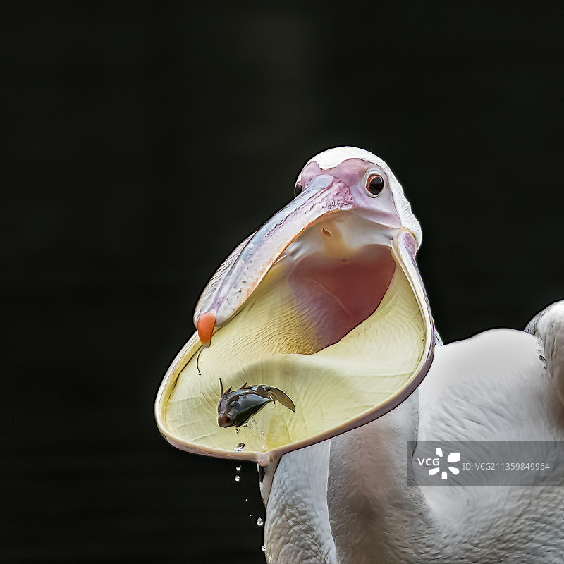 和盘托出的鹈鹕图片素材