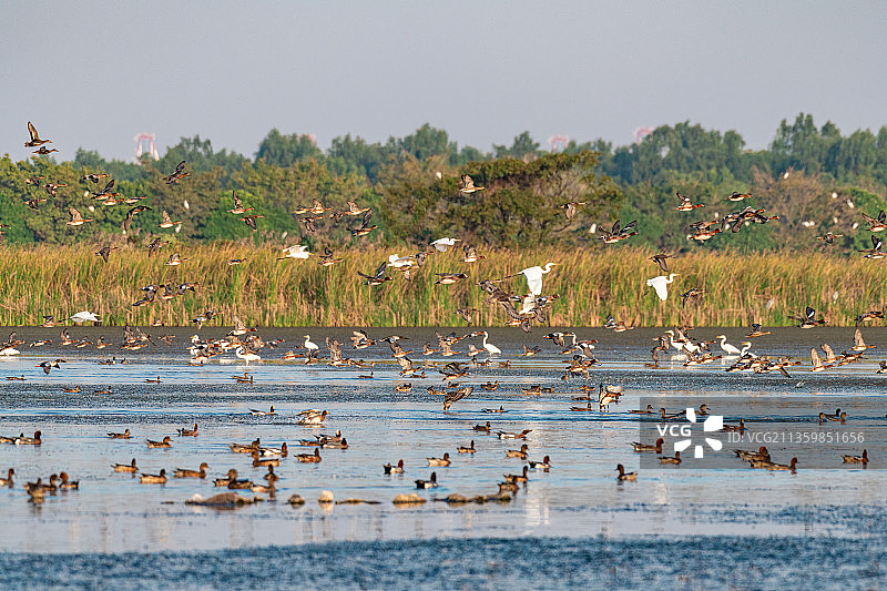 南沙湿地公园鸟群图片素材