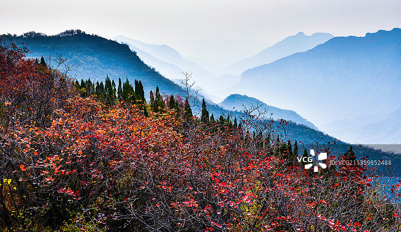 郑州青龙山慈云寺风景区，红叶，黄栌，青龙山，青龙关图片素材
