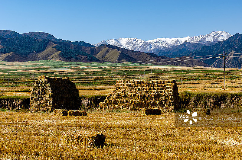 秋天晴朗天气的祁连山麦田雪山图片素材