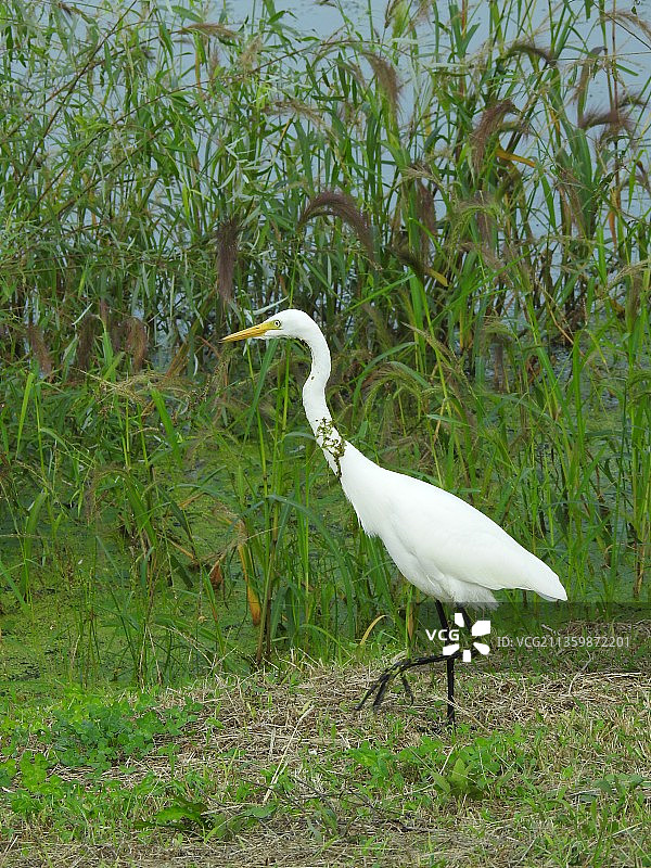 白鹭 苍鹭 夜鹭 鹭类 水鸟水禽 水面 全身图片素材